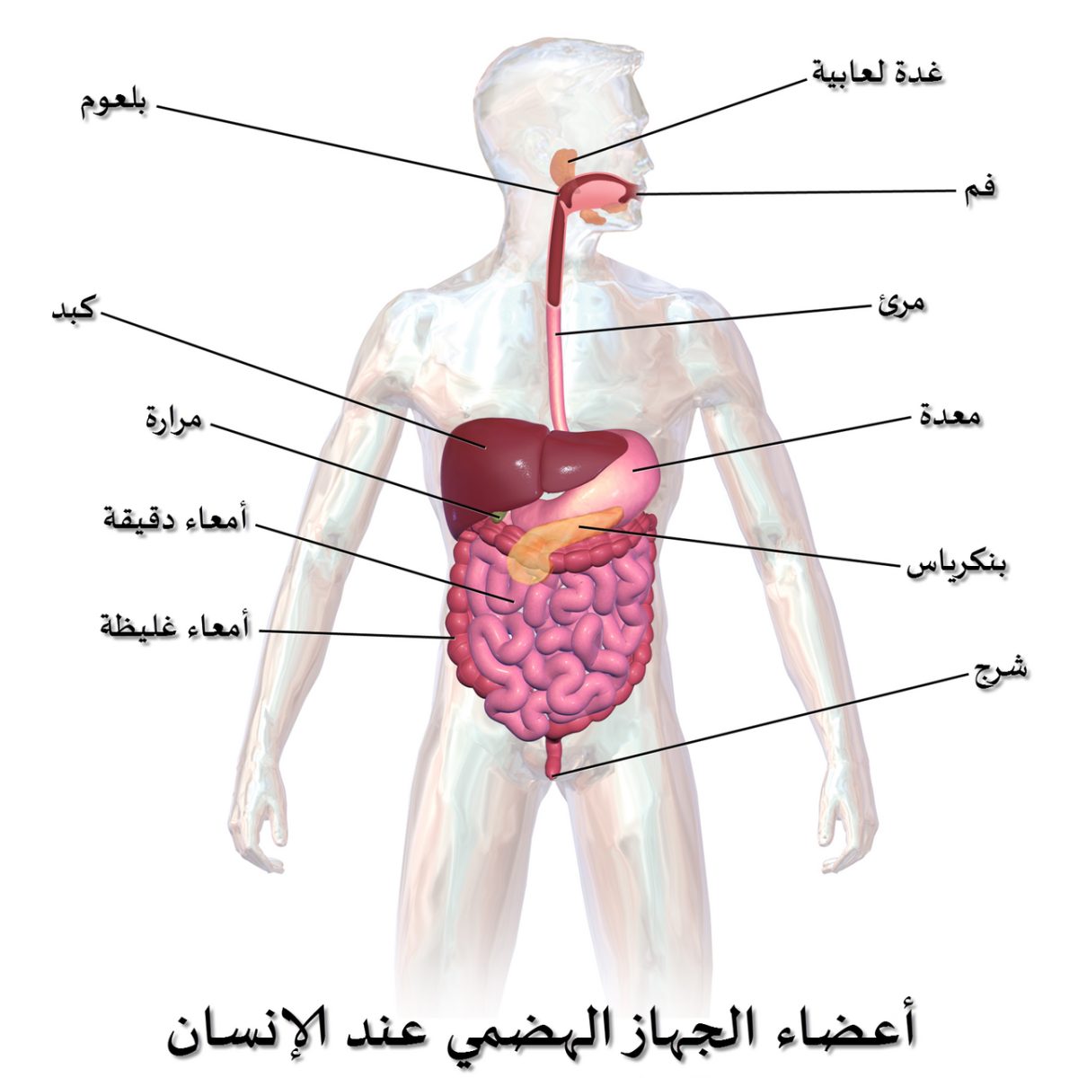 رحلة الطعام في جسم الإنسان: ميكانيكا الهضم والكيمياء الحيوية