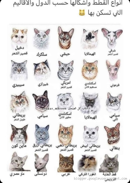 ما هي ارخص انواع القطط؟