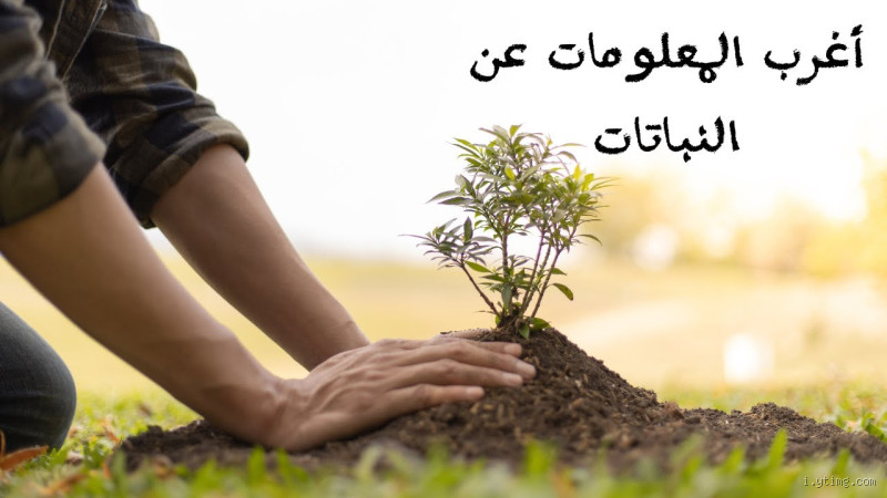 هل النبات يشعر بالحب؟ استكشف الحقيقة وراء هذا السؤال