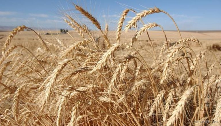 كم سعر القمح في السودان اليوم؟