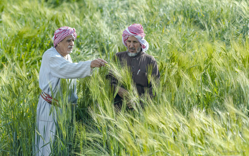 كم يكفي القمح في السعودية؟ سؤال يهم كل بيت