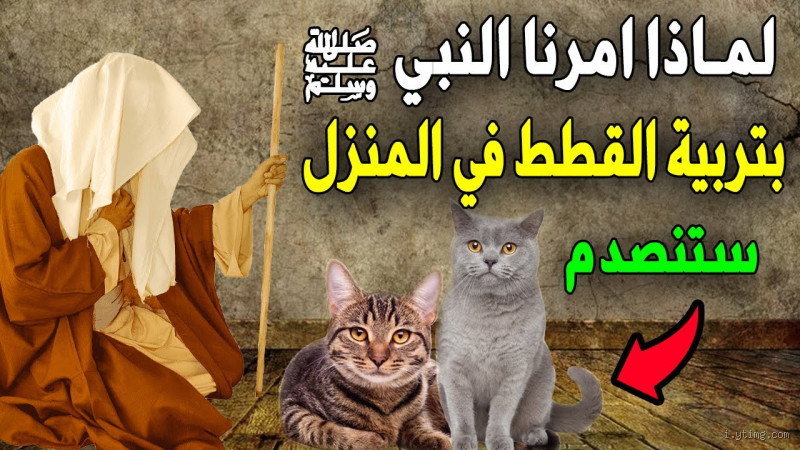 من هو الرسول الذي ولدت له القطة في حجره؟ اكتشف القصة العجيبة
