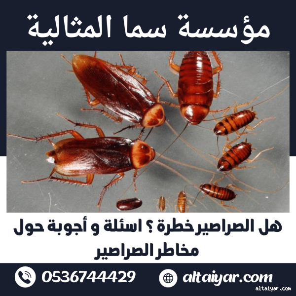 هل الصراصير تحب البرد أم الحر؟ تعرف على الحقيقة المدهشة