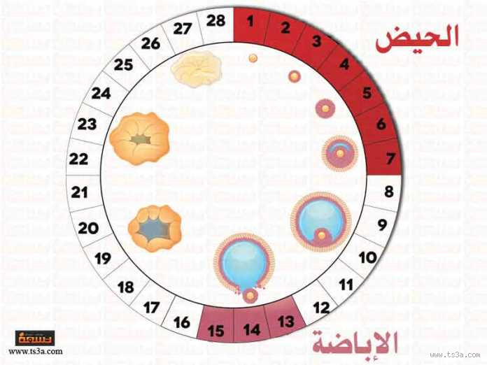 هل يمكن أن يظهر الحمل في اليوم 25 من الدورة؟ تعرفي على الإجابة