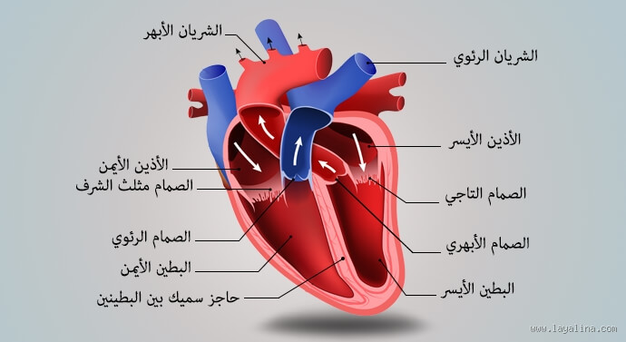 كيف يتأثر القلب؟ اكتشف العوامل التي تؤثر عليه!
